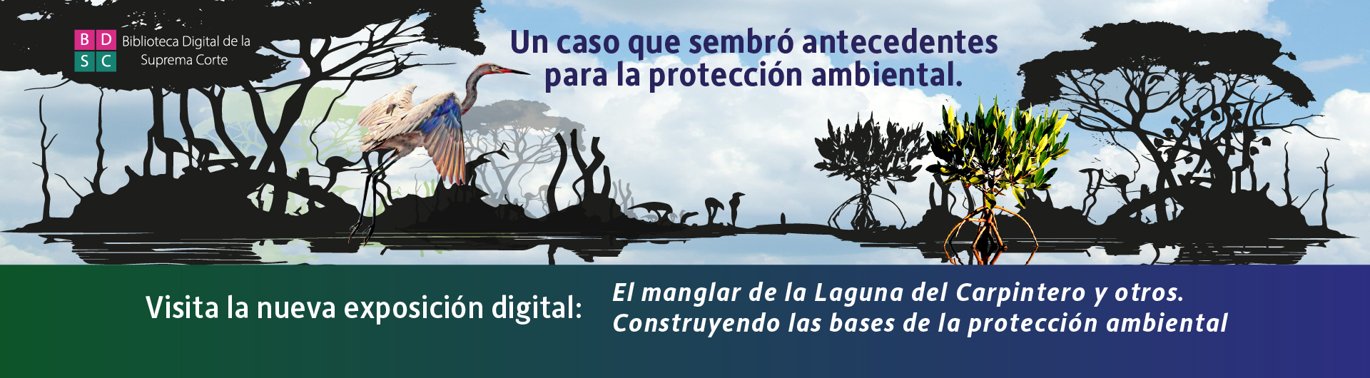 Exposición digital El manglar de la Laguna del Carpintero